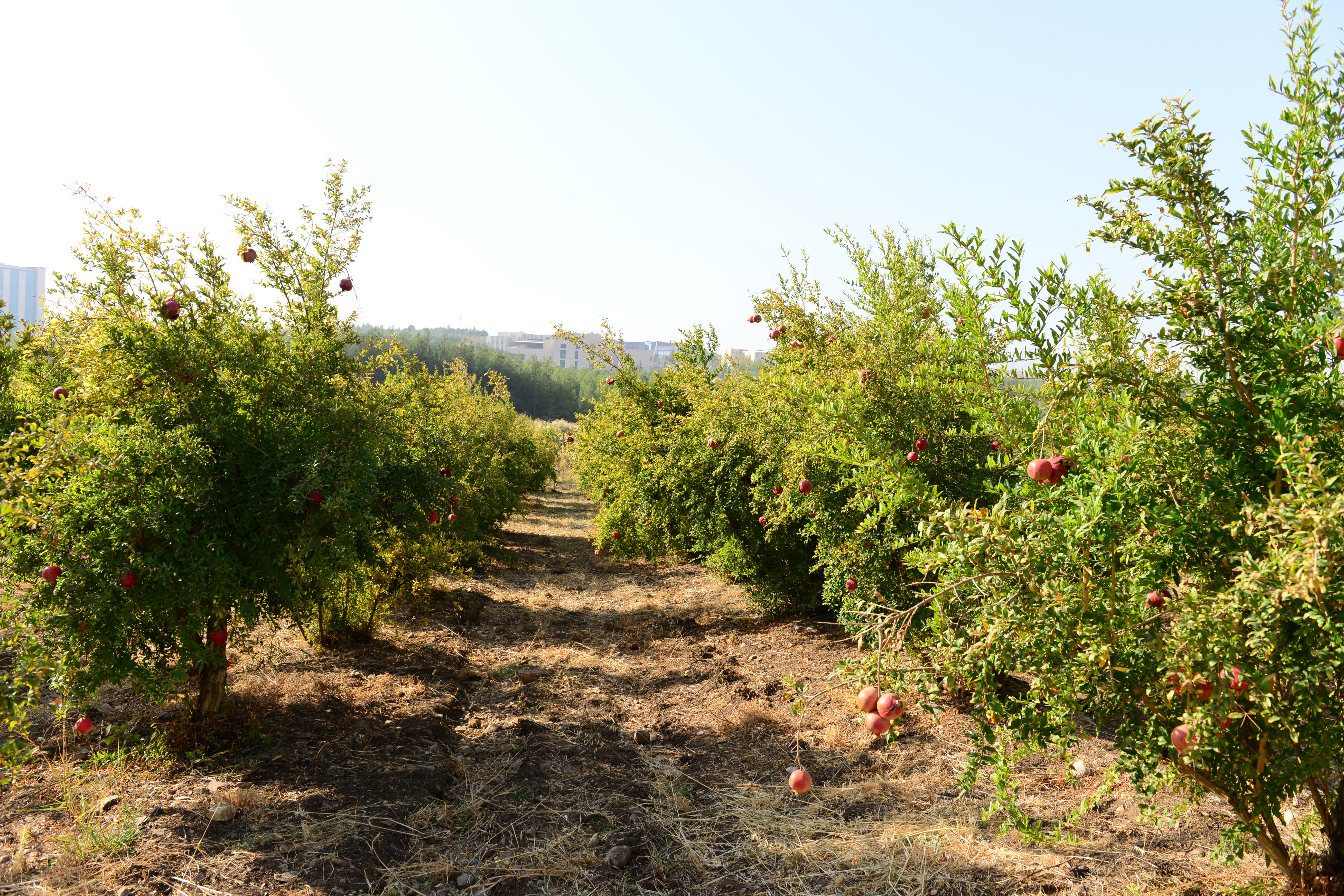Üniversitemiz Nar Bahçesinde Nar Günü Etkinliği Düzenlendi
